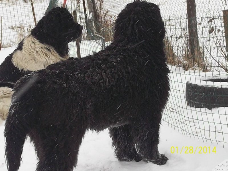 Фото: ньюфаундленд Super Premium Nao Del Trato (Супер Премиум Нао Дел Трато)