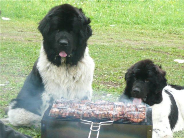 Фотография № 14526