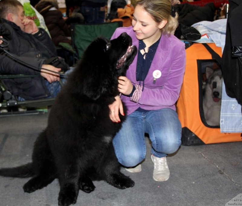 Фото: ньюфаундленд Venturous Scheme Dinastiya Soverchenstva