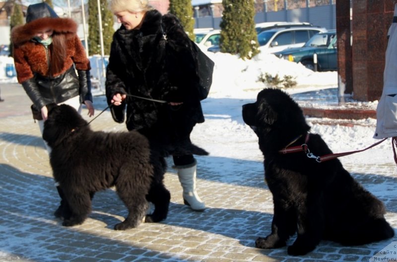 Фото: ньюфаундленд Venturous Scheme Dinastiya Soverchenstva, Vika Juravlyova (Вика Журавлёва), ньюфаундленд Allegro Con Brio Dinastiya Soverchenstva (Аллегро Кон Брио Династия Совершенства)