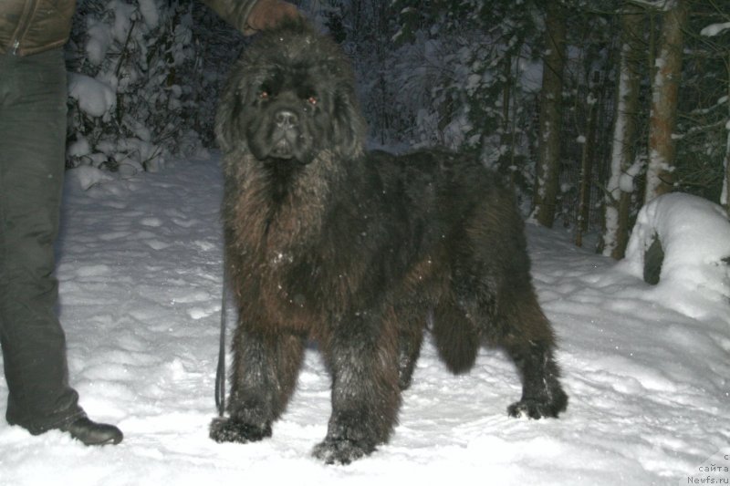 Фото: ньюфаундленд Chernaya Mafia Must Have (Черная Мафия Муст Хаве)