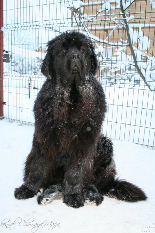 Фото: ньюфаундленд Chernaya Mafia Must Have (Черная Мафия Муст Хаве)