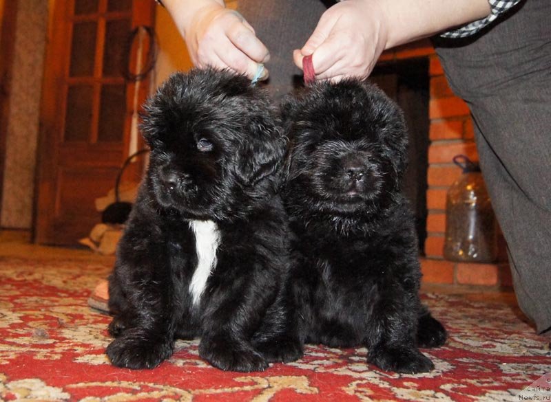 Фото: ньюфаундленд Super Bizon Liliman (Супер Бизон Лилимэн), ньюфаундленд Super Bizon Leonardo (Супер Бизон Леонардо)