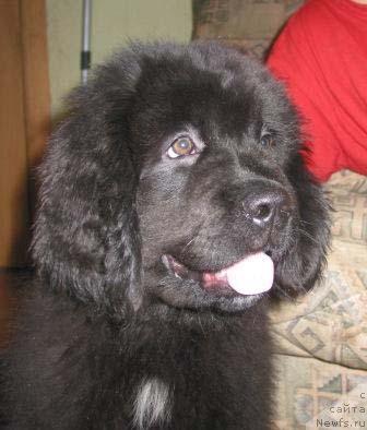 Фото: ньюфаундленд Sent Djons Kalipso (Сент Джонс Калипсо)