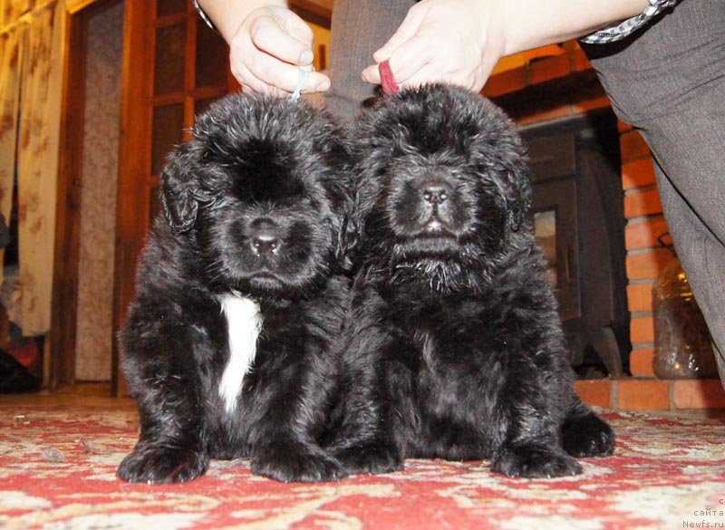 Фото: ньюфаундленд Super Bizon Leonardo (Супер Бизон Леонардо), ньюфаундленд Super Bizon Liliman (Супер Бизон Лилимэн)