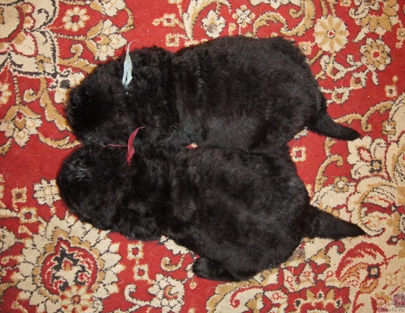 Фото: ньюфаундленд Super Bizon Leonardo (Супер Бизон Леонардо), ньюфаундленд Super Bizon Liliman (Супер Бизон Лилимэн)