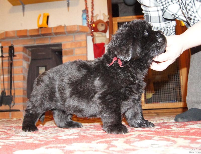 Фото: ньюфаундленд Super Bizon Leonardo (Супер Бизон Леонардо)