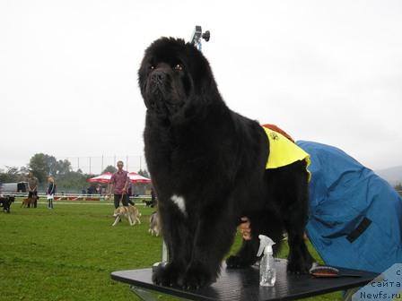 Фото: ньюфаундленд Ultra Faundland