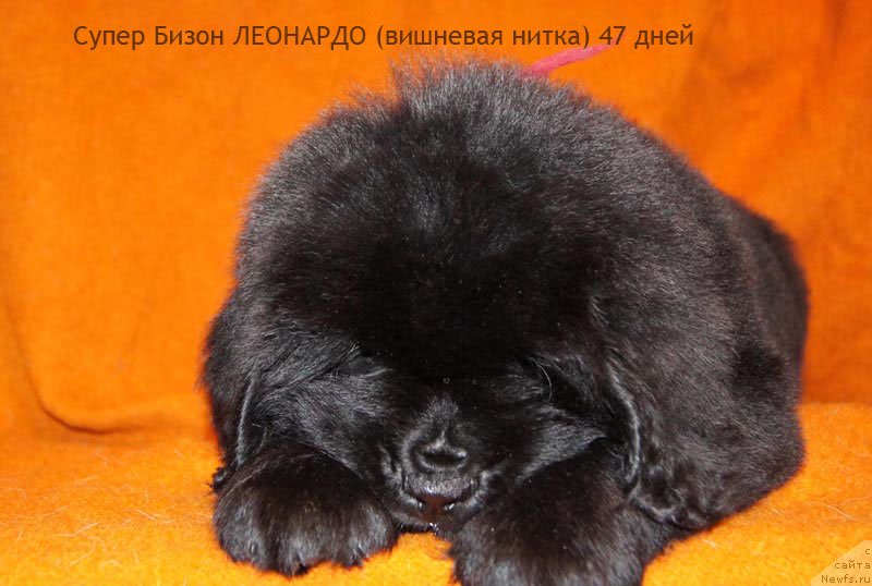 Фото: ньюфаундленд Super Bizon Leonardo (Супер Бизон Леонардо)
