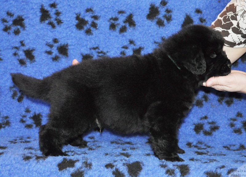 Фото: Мальчик василек