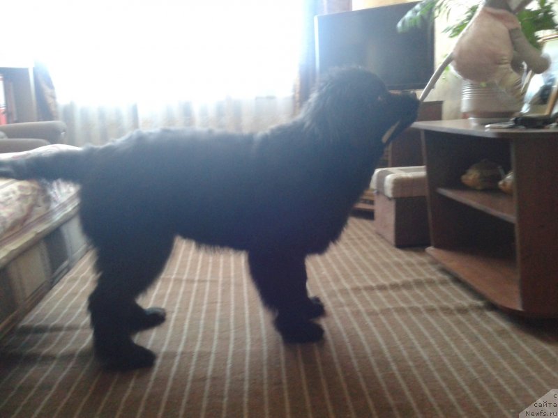 Фото: ньюфаундленд Ceylon San Layt (Цейлон Сан Лайт)