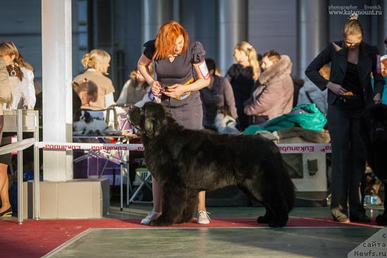 Фото: ньюфаундленд Thickish Newfoundland Waterfall Land's Only