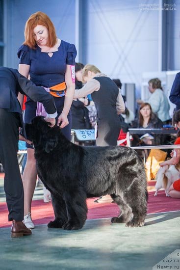Фото: ньюфаундленд Zholli Wonderfull iz Medvejyego Yara (Жолли Вандерфулл из Медвежьего Яра)