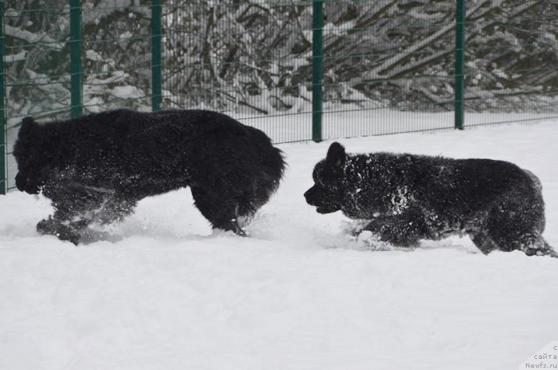 Фото: ньюфаундленд Beguschaya po Volnam Fireball (Бегущая по Волнам Фиребалл)