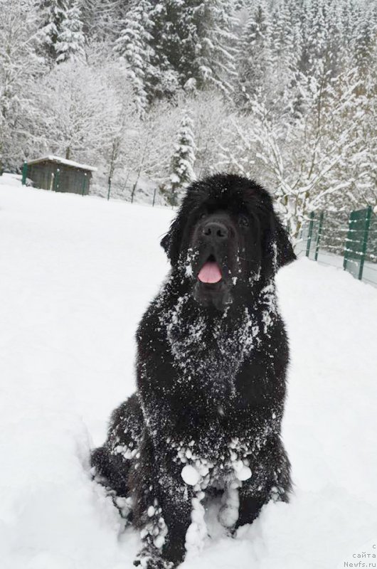 Фото: ньюфаундленд Beguschaya po Volnam Fireball (Бегущая по Волнам Фиребалл)