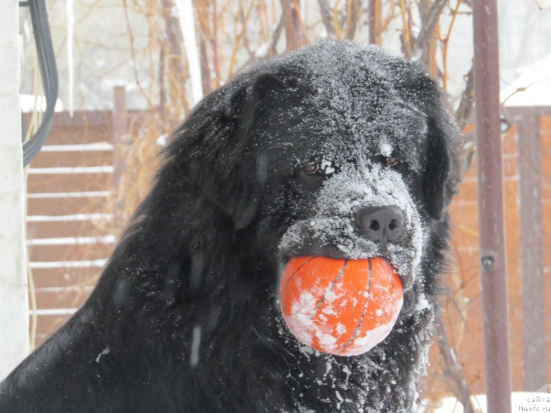 Фото: ньюфаундленд Schastlivyj Sluchay Kara Deniz (Счастливый Случай Кара Дениз)