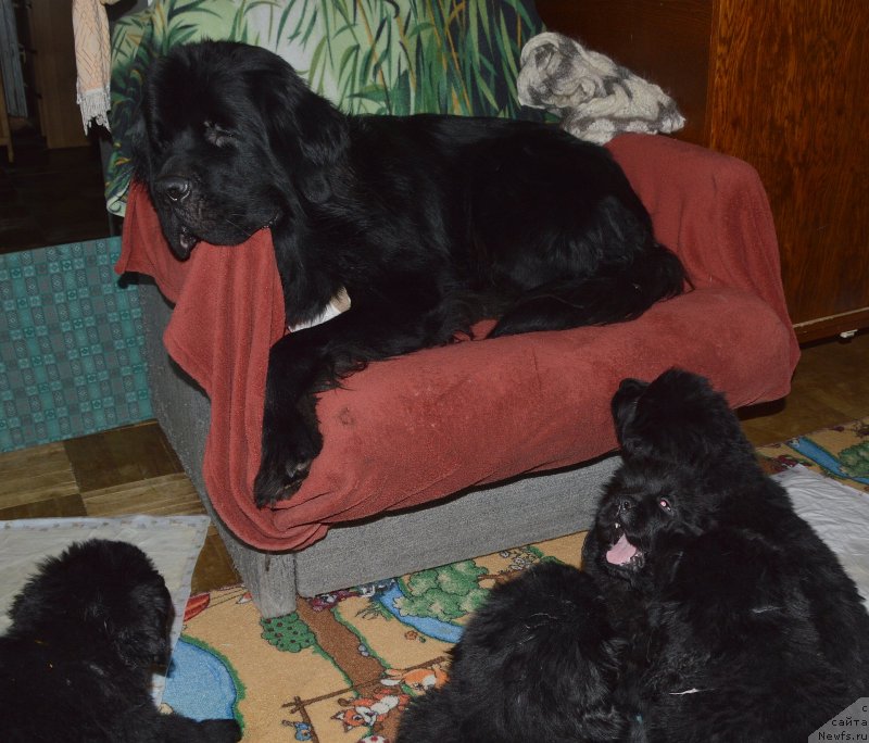 Фото: ньюфаундленд Aquatoriya Kelvin Kadril (Акватория Келвин Кадриль)