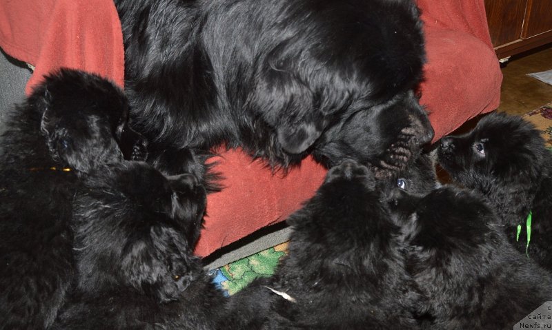 Фото: ньюфаундленд Aquatoriya Kelvin Kadril (Акватория Келвин Кадриль)