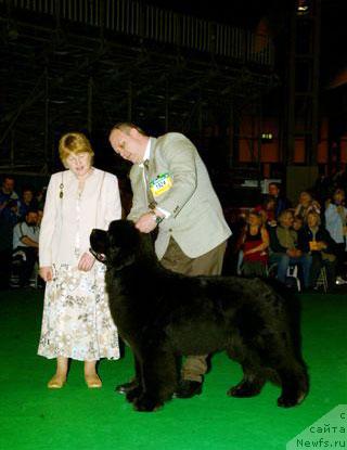 Фото: ньюфаундленд Mister Skipper King of Helluland