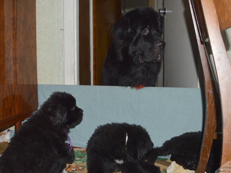 Фото: ньюфаундленд Aquatoriya Kelvin Kadril (Акватория Келвин Кадриль)