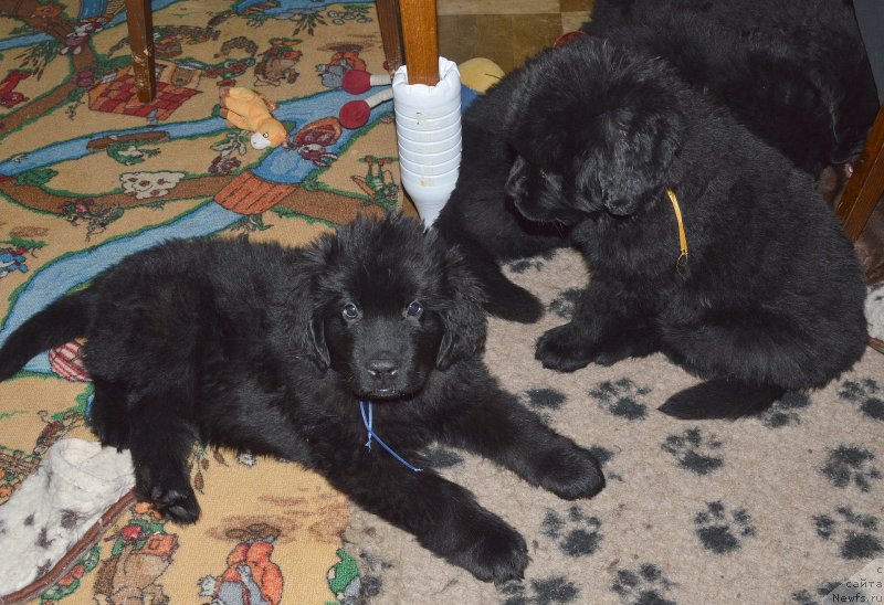 Фото: ньюфаундленд Smigar Uhti Tuhti s Nevskoy Buhtyi (Смигар Ухти Тухти с Невской Бухты), ньюфаундленд Smigar Umnica Razumnica (Смигар Умница Разумница)