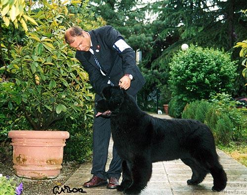 Фото: ньюфаундленд Miss Skippers King of Helluland