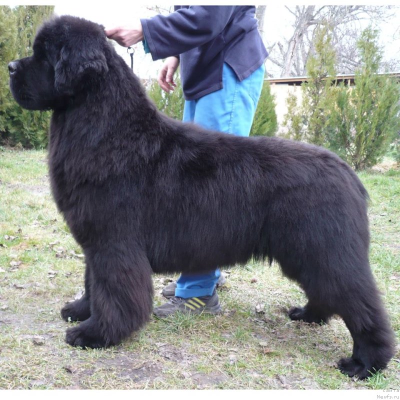 Фото: ньюфаундленд Gold Coasts Jeffery at Mississippi-Missouri