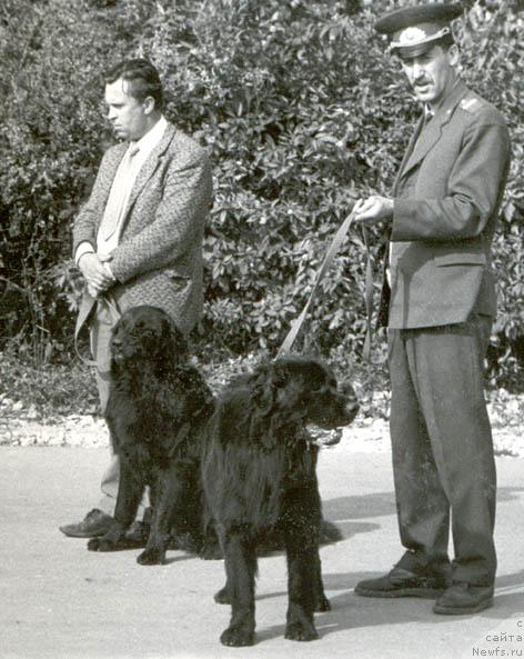 Фото: ньюфаундленд Dik (Дик)