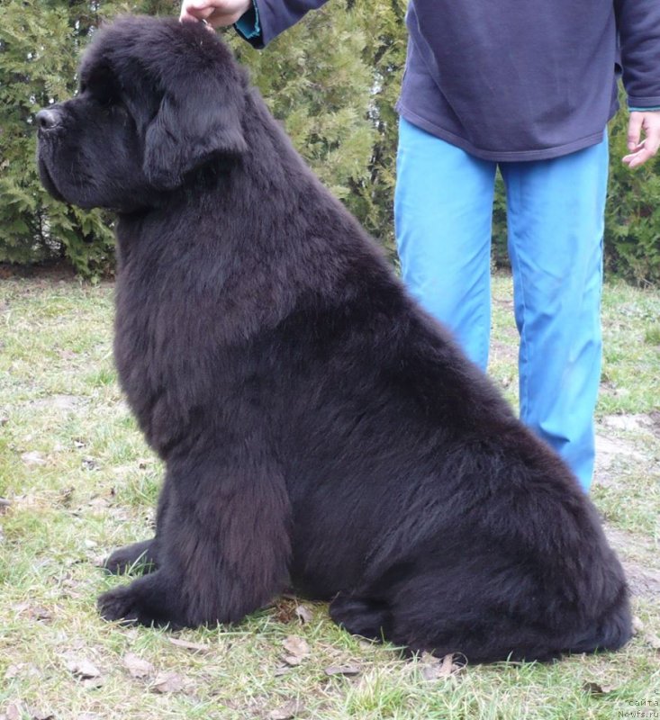 Фото: ньюфаундленд Gold Coasts Jeffery at Mississippi-Missouri