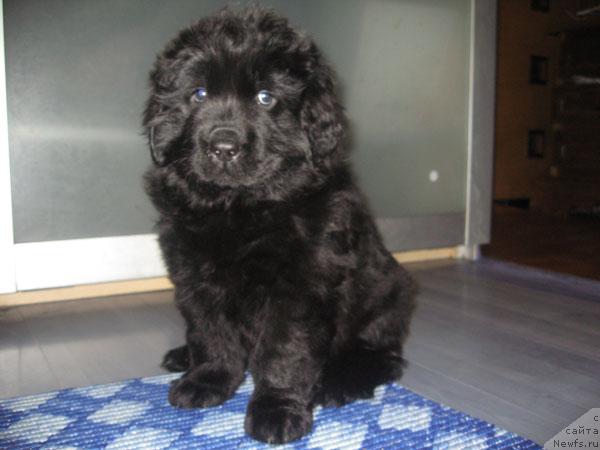 Фото: ньюфаундленд Azazel' Nejnyiy Cvetok (Азазель Нежный Цветок)