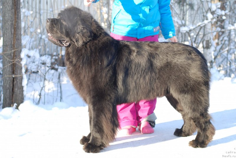 Фото: ньюфаундленд Midnight Lady's Scream at Mississippi-Missouri