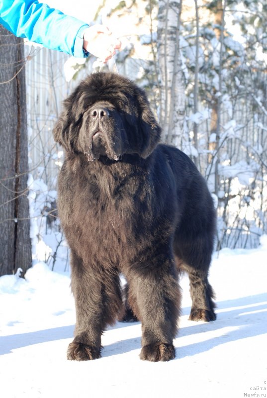 Фото: ньюфаундленд Midnight Lady's Scream at Mississippi-Missouri