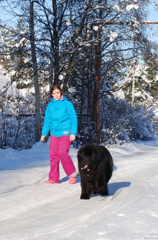 Фото: ньюфаундленд Midnight Lady's Scream at Mississippi-Missouri
