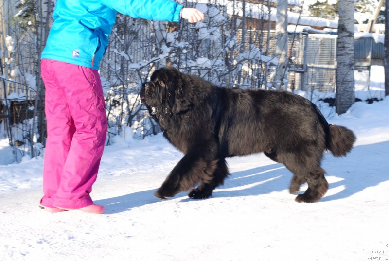 Фото: ньюфаундленд Midnight Lady's Scream at Mississippi-Missouri