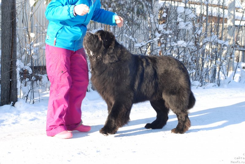Фото: ньюфаундленд Midnight Lady's Scream at Mississippi-Missouri