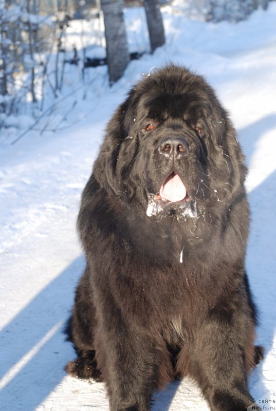 Фото: ньюфаундленд Midnight Lady's Scream at Mississippi-Missouri