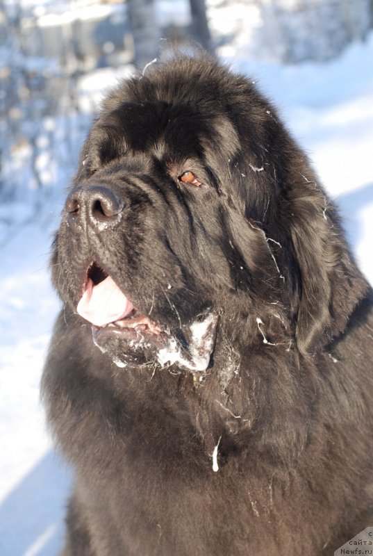 Фото: ньюфаундленд Midnight Lady's Scream at Mississippi-Missouri