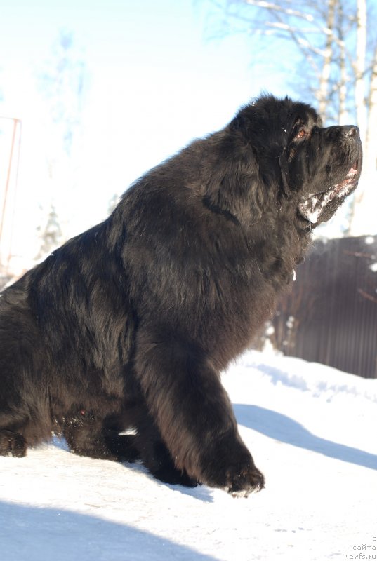 Фото: ньюфаундленд Midnight Lady's Scream at Mississippi-Missouri