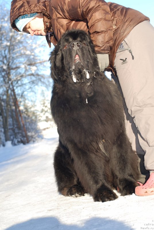 Фото: ньюфаундленд Midnight Lady's Scream at Mississippi-Missouri