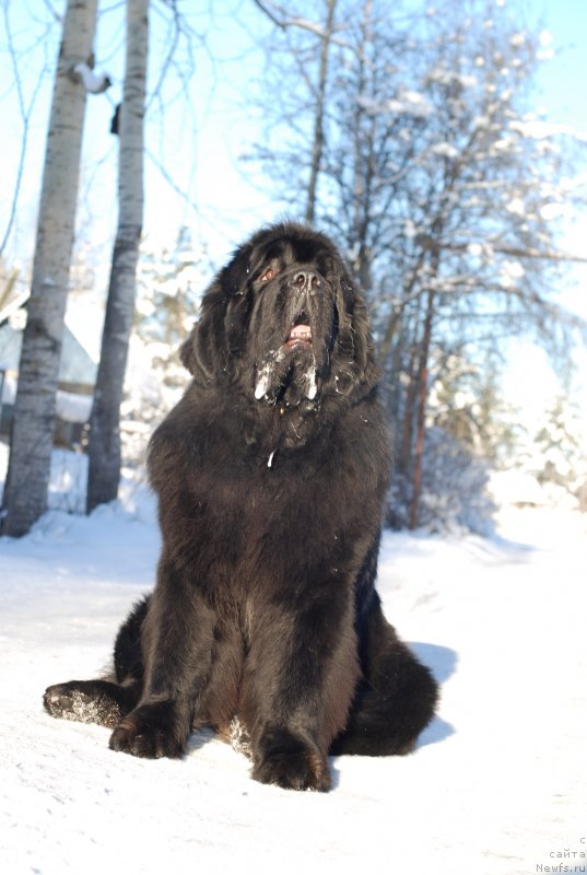 Фото: ньюфаундленд Midnight Lady's Scream at Mississippi-Missouri