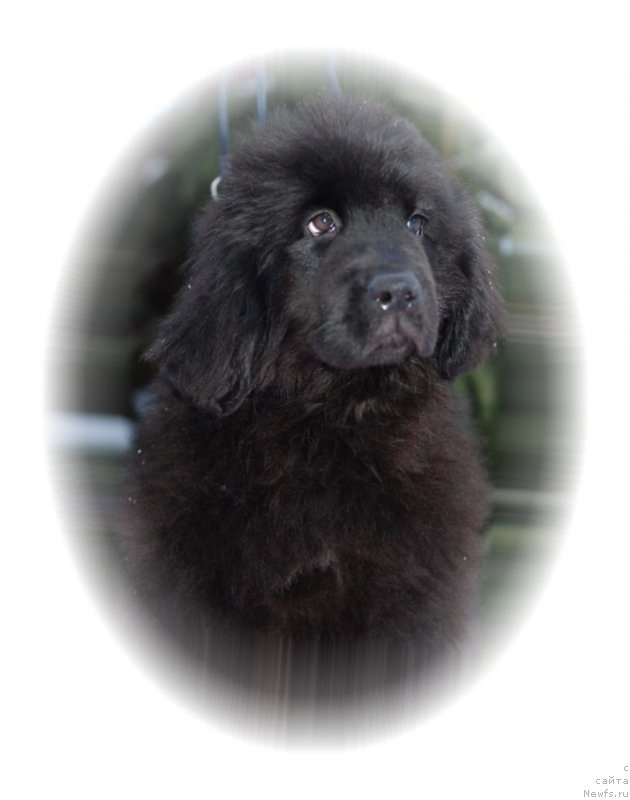 Фото: ньюфаундленд YEvolyuciya iz Antagrada (Эволюция из Антаграда)