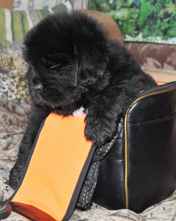 Фото: Девочка миндаль