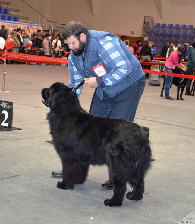 Фото: ньюфаундленд Velyke Malyatko Vernyj Krasen'Tim