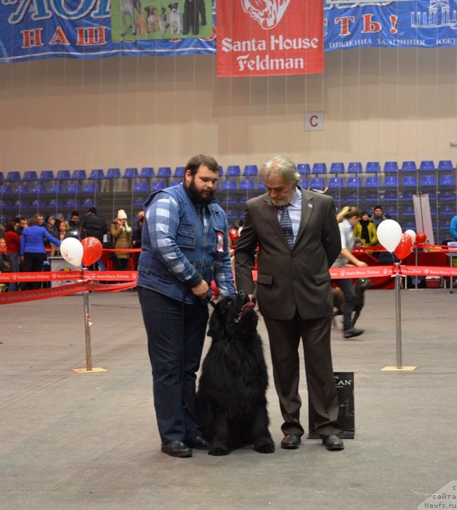 Фото: ньюфаундленд Velyke Malyatko Vernyj Krasen'Tim