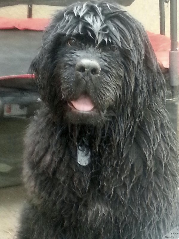 Фото: ньюфаундленд Veni Vidi Vici Dinastiya Soverchenstva