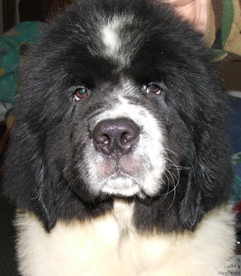 Фото: ньюфаундленд Plushevaya Panda Eros (Плюшевая Панда Эрос)