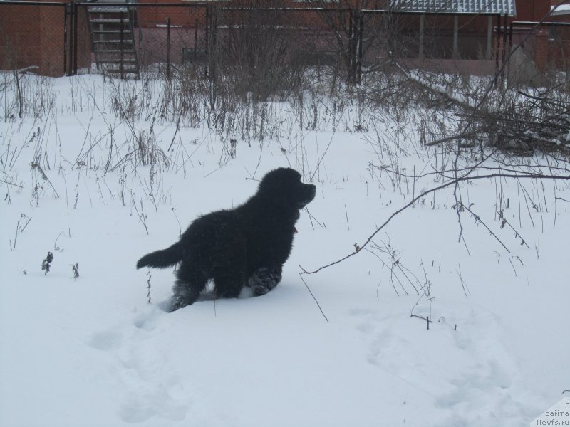 Фото: ньюфаундленд Vivienne Westwood Dinastiya Soverchenstva (Vivienne Westwood Dinastiya Soverchenstva)