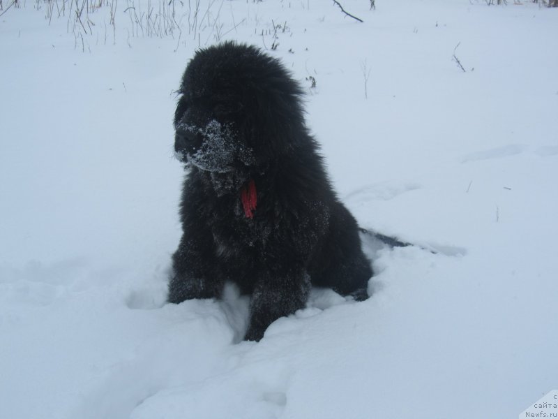 Фото: ньюфаундленд Vivienne Westwood Dinastiya Soverchenstva (Vivienne Westwood Dinastiya Soverchenstva)