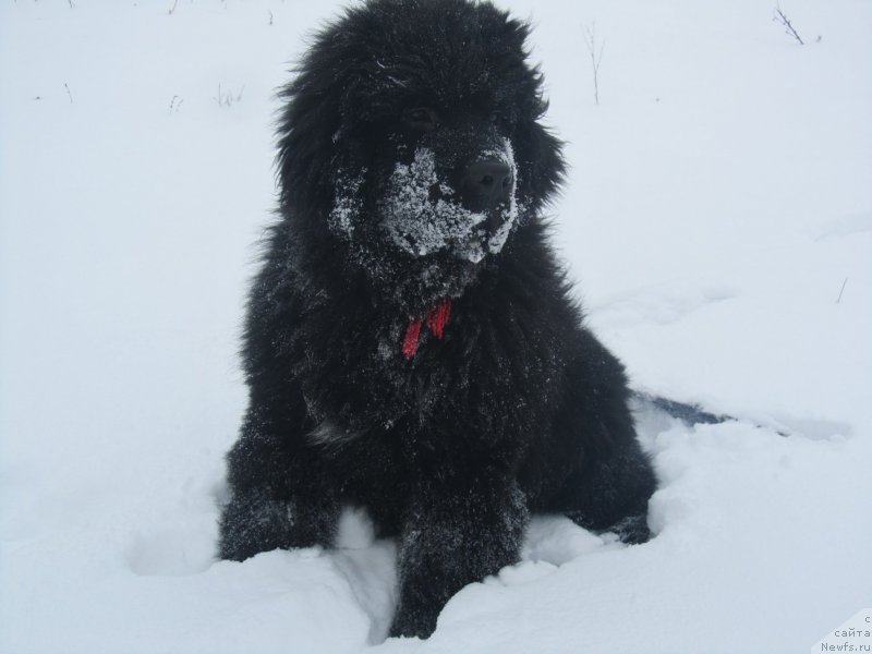 Фото: ньюфаундленд Vivienne Westwood Dinastiya Soverchenstva (Vivienne Westwood Dinastiya Soverchenstva)