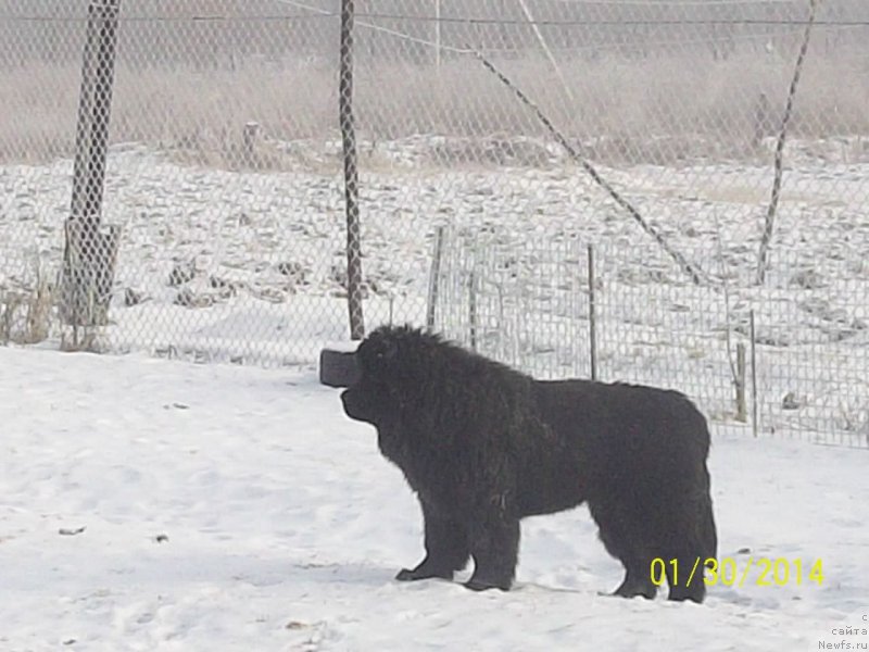 Фото: ньюфаундленд Super Premium Nao Del Trato (Супер Премиум Нао Дел Трато)